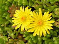 Delosperma Nubigenum (fam Aizoacees) (Afrique du sud) (03) (Photo F. Mrugala)